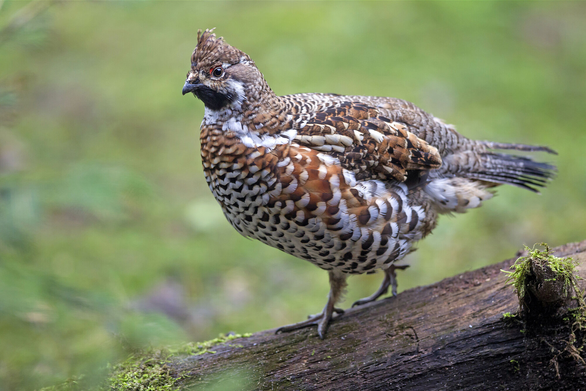 Auch das seltene Haselhuhn kommt im Reichswald vor (Foto: Marcus Bosch) Ein braun-weiß gefleckter Hühnervogel sitzt auf einem Stück Totholz