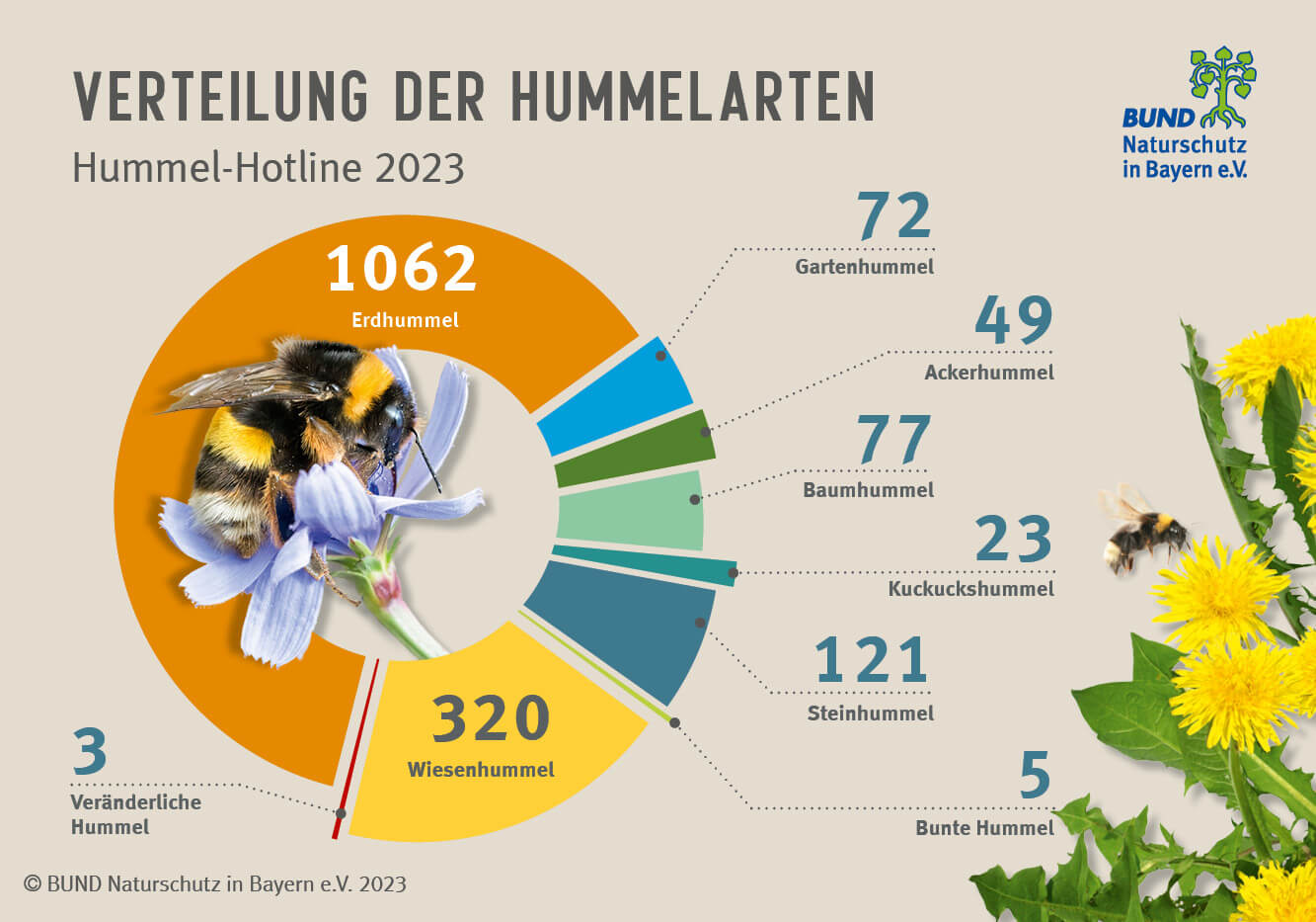 Hummel-Hotline 2023: Das Tortendiagramm zeigt, wie viele Tiere von den acht häufigsten Hummelarten gemeldet wurden. Hummel-Hotline 2023: Ein Tortendiagramm zeigt, wie viele Tiere von den acht häufigsten Hummelarten gemeldet wurden.