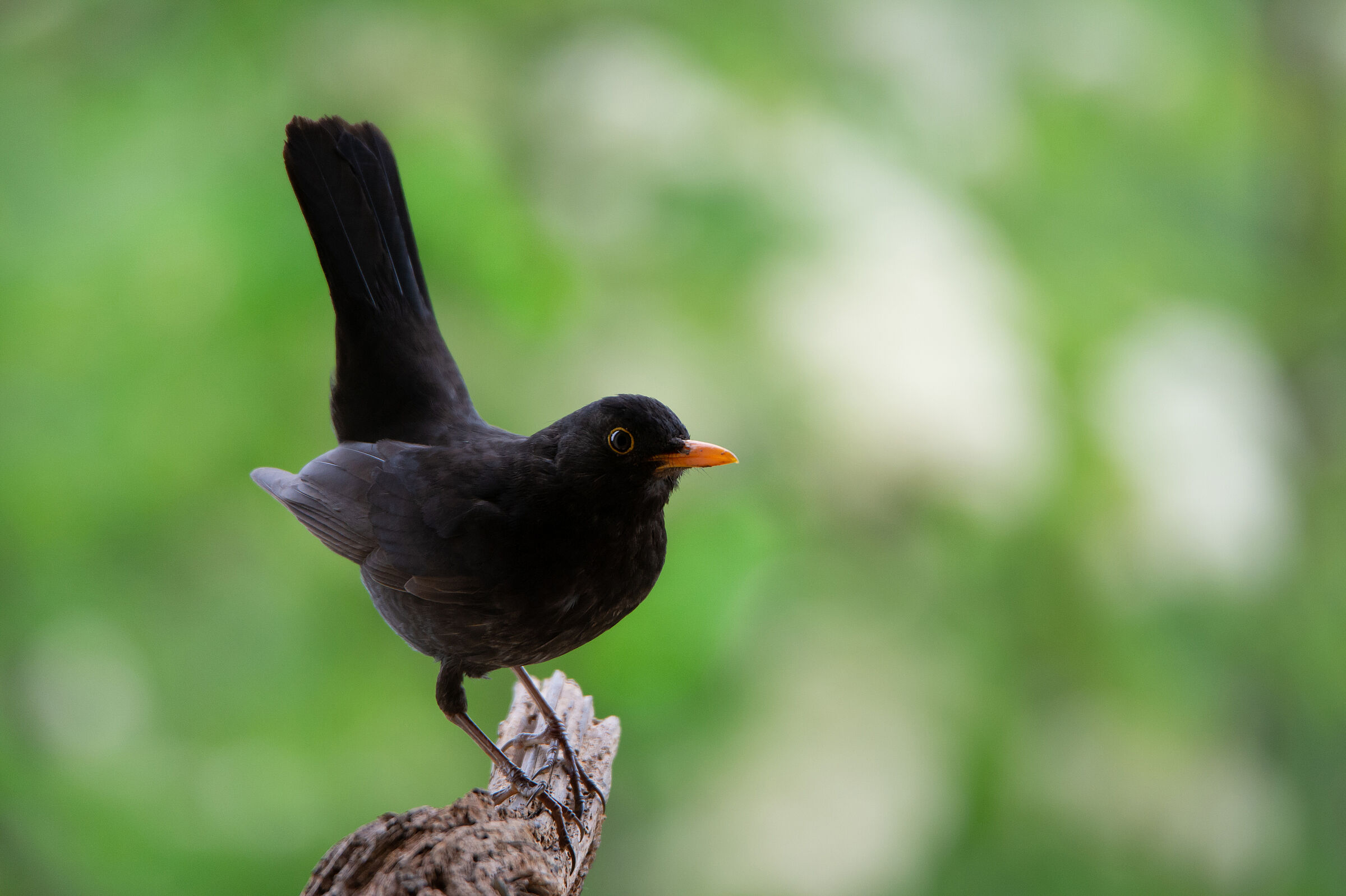Amsel (Foto: Alexandra Giese/stock.adobe.com) Eine Amsel sitzt auf einem Ast. Die Amsel hat einen wunderbaren Gesang, den sie sehr gerne von einer Baumspitze oder einem Dachgiebel vorträgt. (Foto: Alexandra Giese/stock.adobe.com)