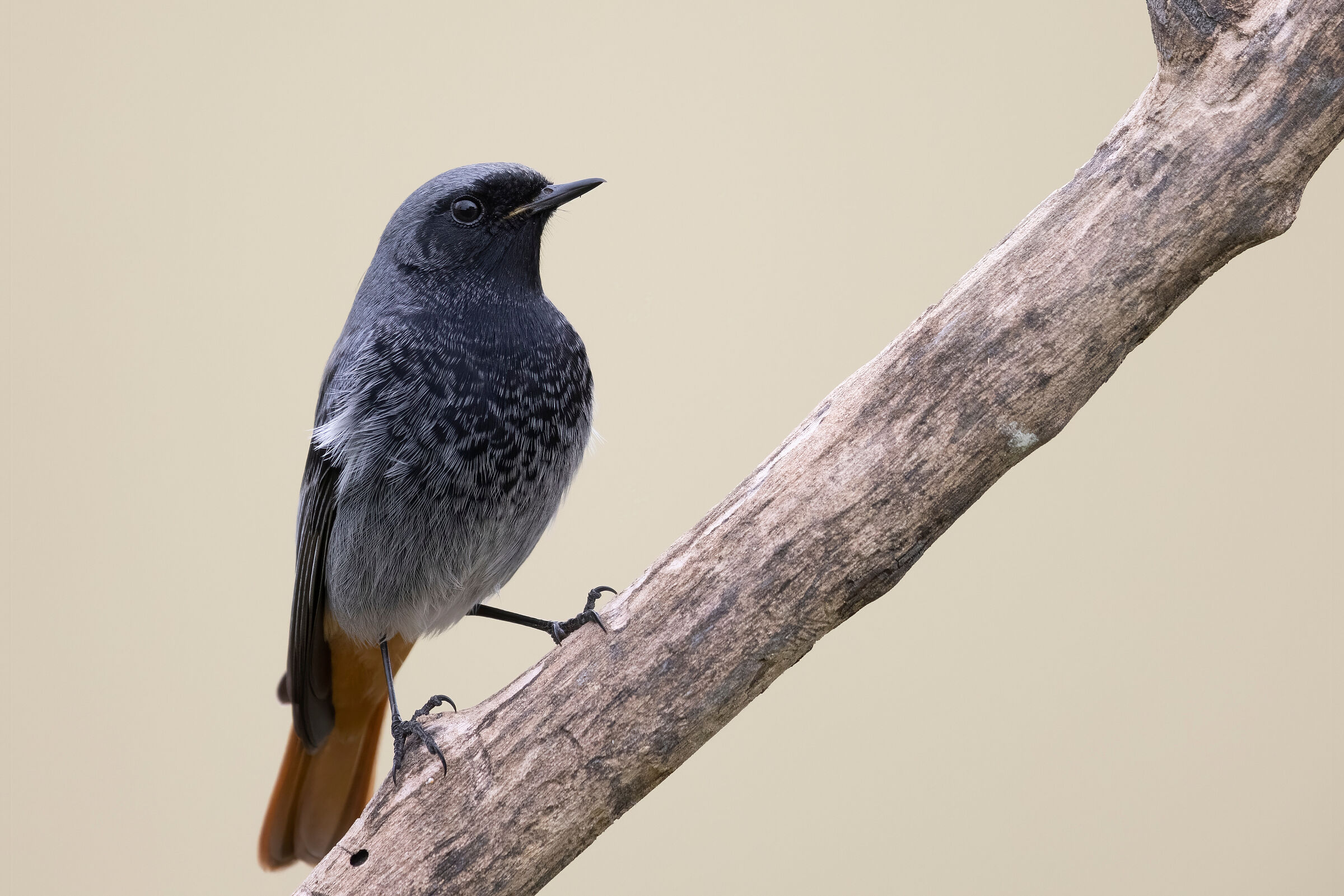 Hausrotschwanz (Foto: vinx83/stock.adobe.com) Ein Hausrotschwanz sitzt auf einem Ast. Der unverwechselbare Gesang des Hausrotschwanzes besteht aus kratzenden, knirschenden und pfeifenden Tönen. (Foto: vinx83/stock.adobe.com)