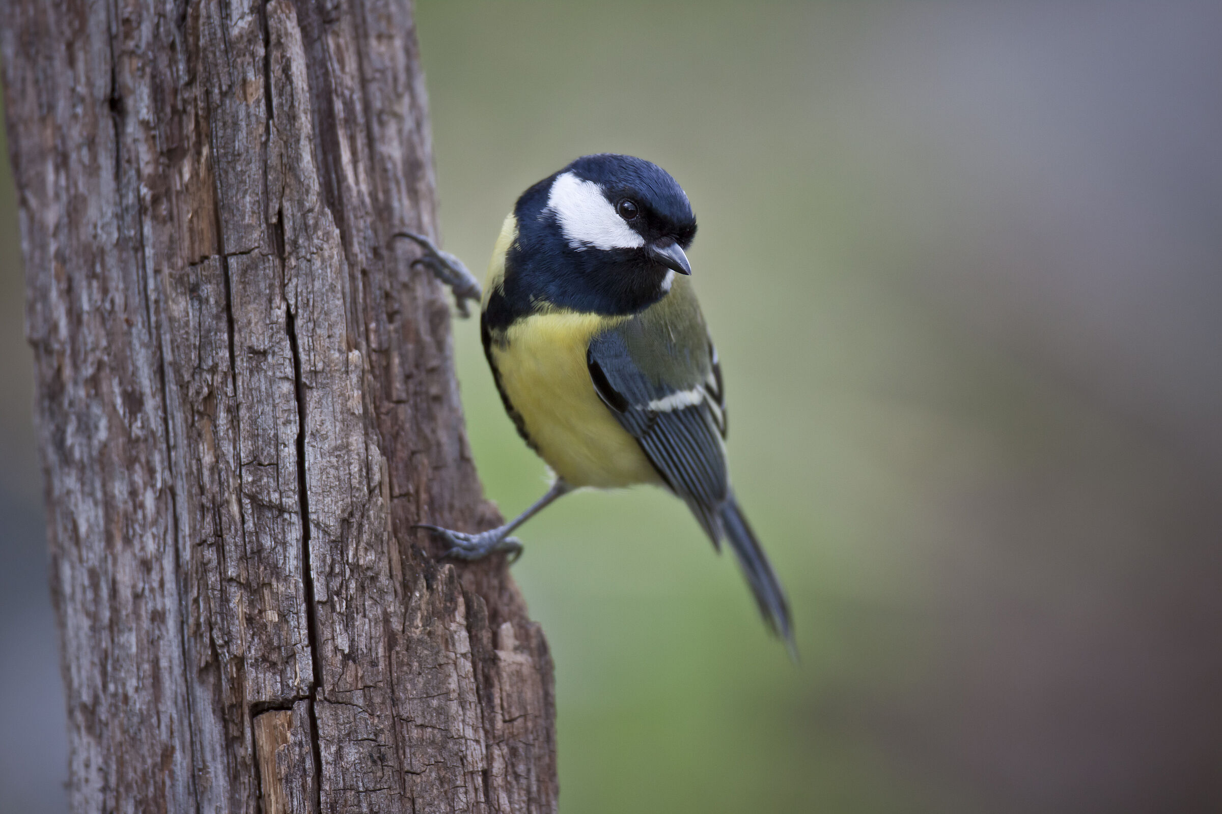 Kohlmeise (Foto: Marcus Bosch) Eine Kohlmeise sitzt auf einem Ast. Die Kohlmeise singt fröhlich „didä didä didä“ oder schöner gesagt „Frühling – Frühling – Frühling“. (Foto: Marcus Bosch)