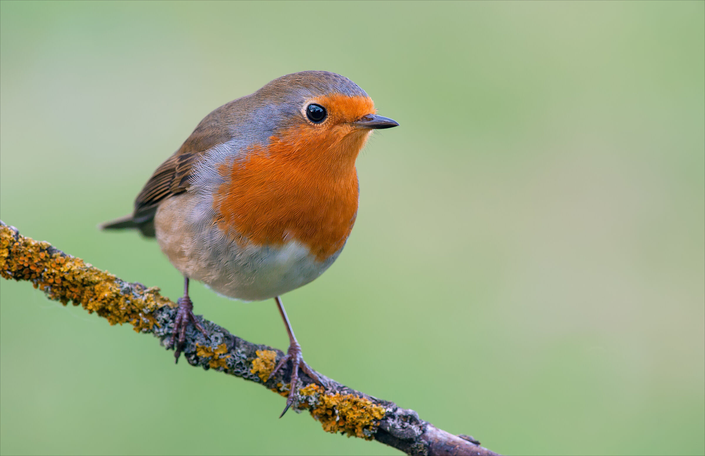 Rotkehlchen (Foto: NickVorobey/stock.adobe.com) Ein Rotkehlchen sitzt auf einem mit Flechten bewachsenen Ast. Rotkehlchen zeichnen sich durch einen sehr feinen, melancholisch klingenden Gesang aus, den es leise perlend in den Morgen- und Abendstunden vorträgt. (Foto: NickVorobey/stock.adobe.com)