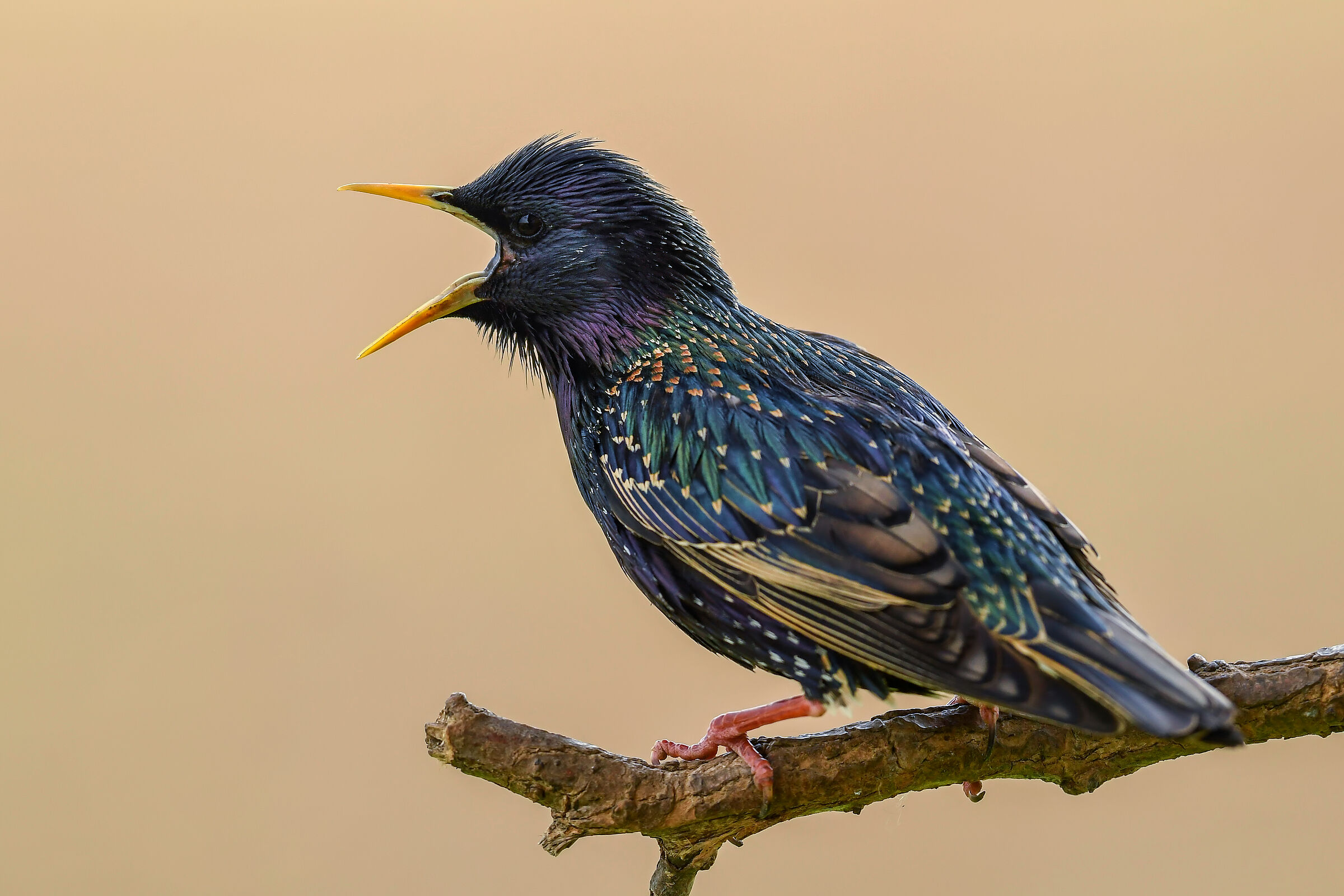 Star (Foto: David/stock.adobe.com) Ein Star sitzt singend auf einem Ast. Er kann exzellent die Stimmen von anderen Vogel- und Tierarten, ja sogar die Geräusche von elektrischen Geräten nachahmen. (Foto: David/stock.adobe.com)
