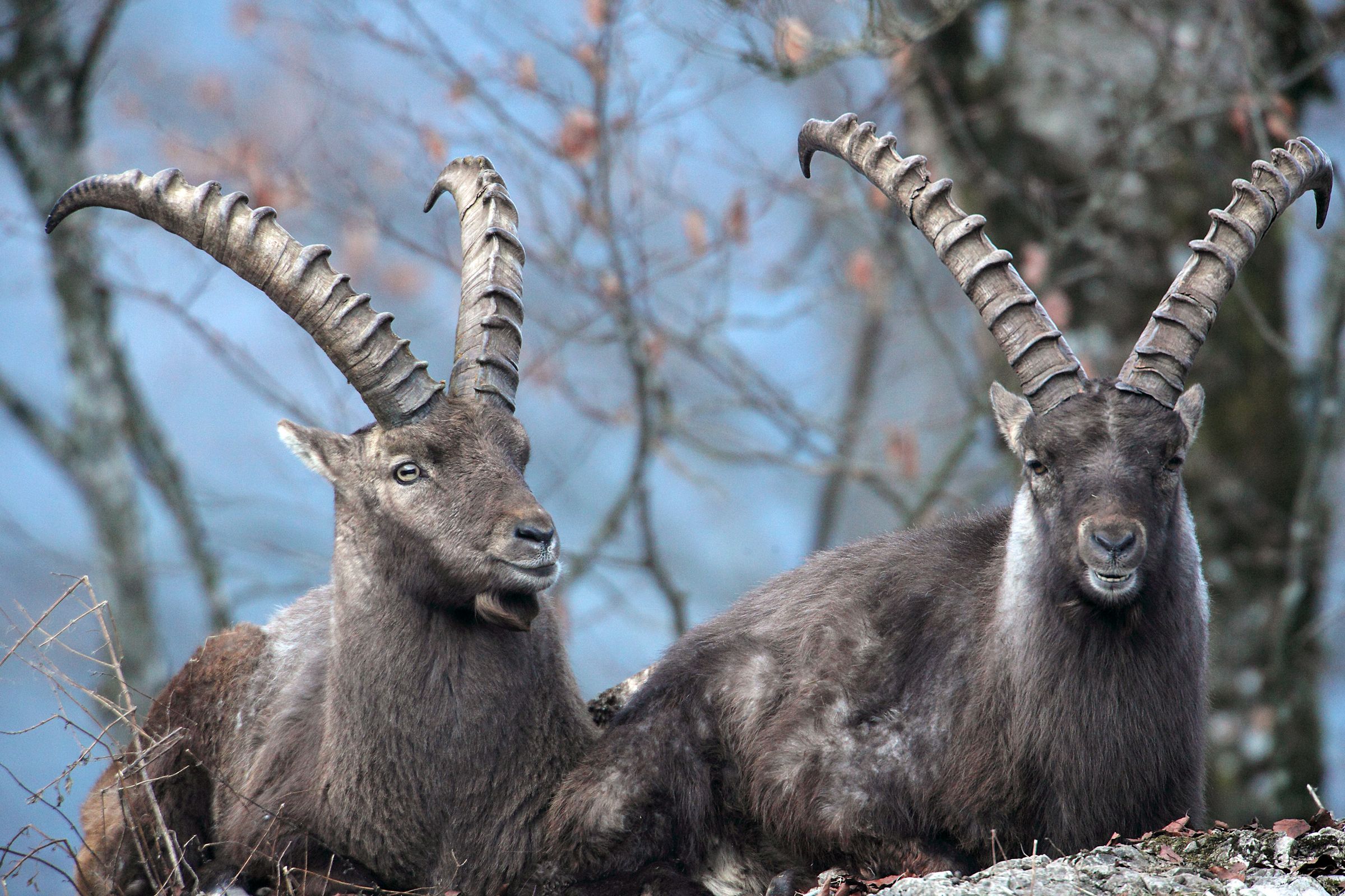 Wiederangesiedelte Alpentiere: Zwei Steinböcke präsentieren ihre mächtigen Hörner mit direktem Blick in die Kamera (Foto: Wolfgang Willner)