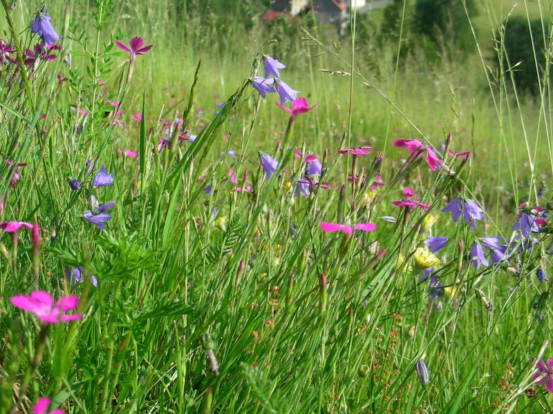 Eine bunte Blumenwiese mit kräftig pinkfarbenen Heidenelken und lila Glockenblumen