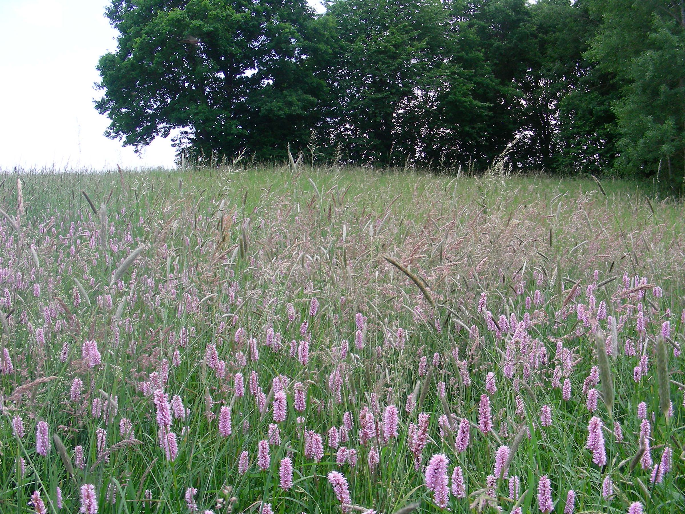 Blumenwiese mit Wiesenknöterich