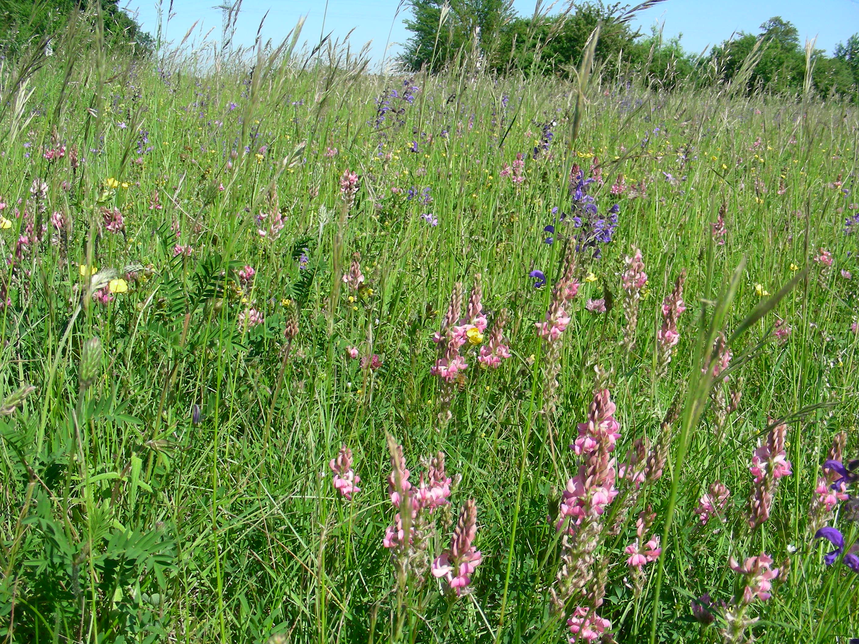 Bunte Blumenwiese