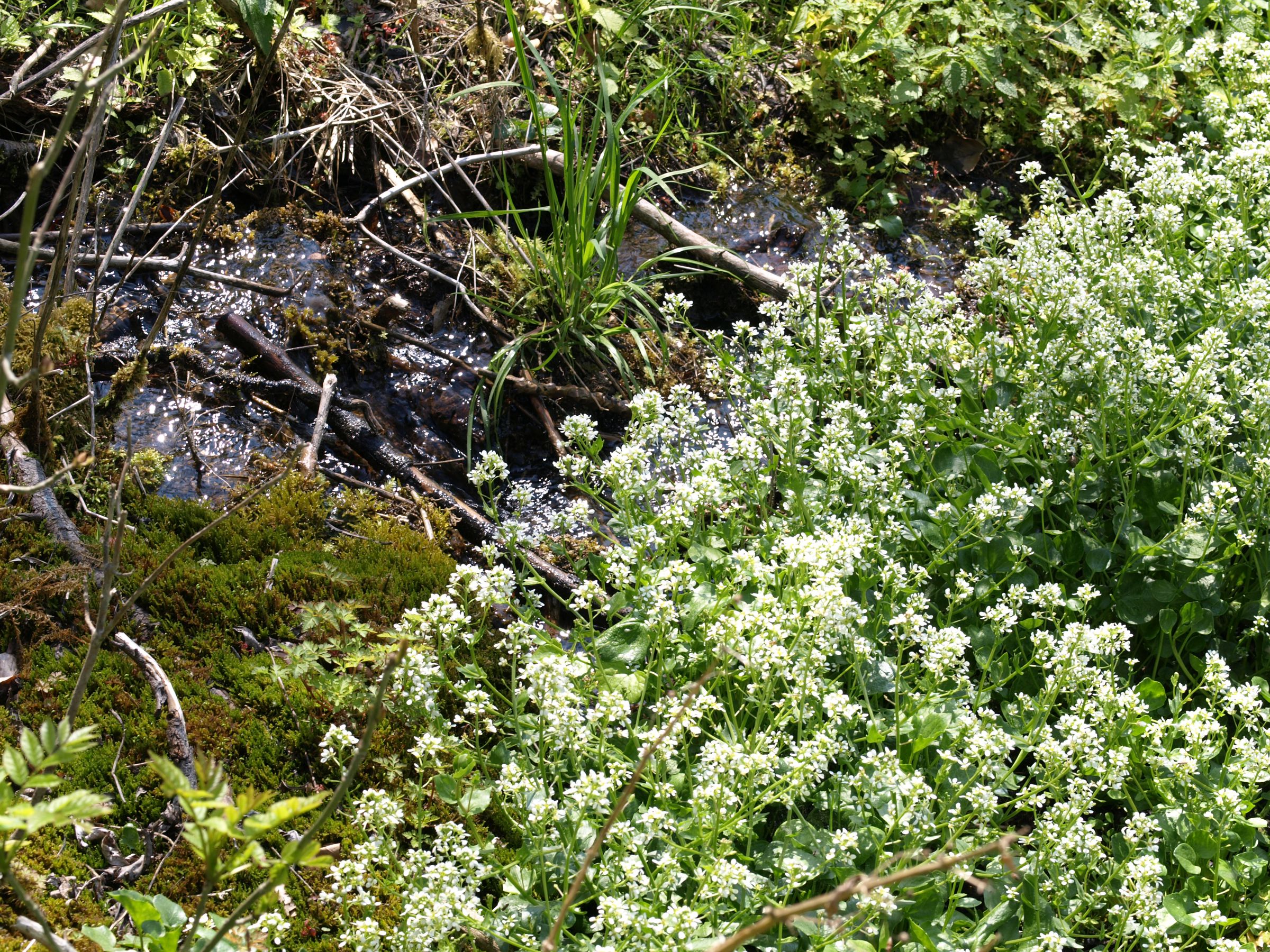 Das Bayerische Löffelkraut ist ein typischer Quellbewohner (Foto: German Weber) Wasser fließt durch Moorpolster und Gräser, am Rand wachsen weiße Pflanzen. Das Bayerische Löffelkraut ist ein typischer Bewohner von Quellen. (Foto: German Weber)