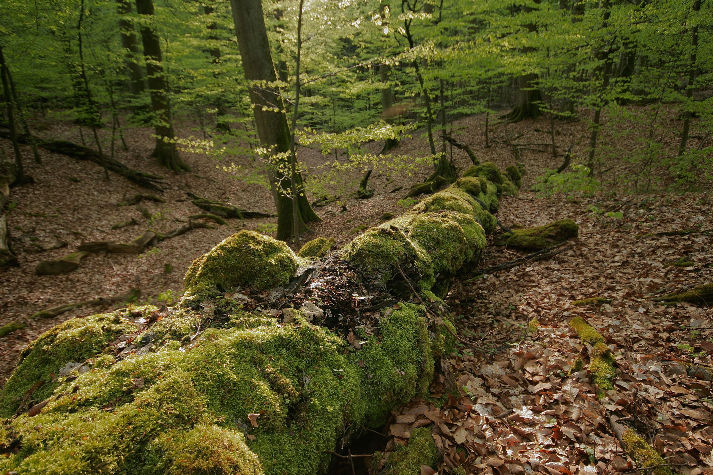 Ein liegender, dick mit Moos bewachsener Baumstamm – Totholz ist praktizierter Naturschutz im Wald. (Foto: Wolfgang Willner)