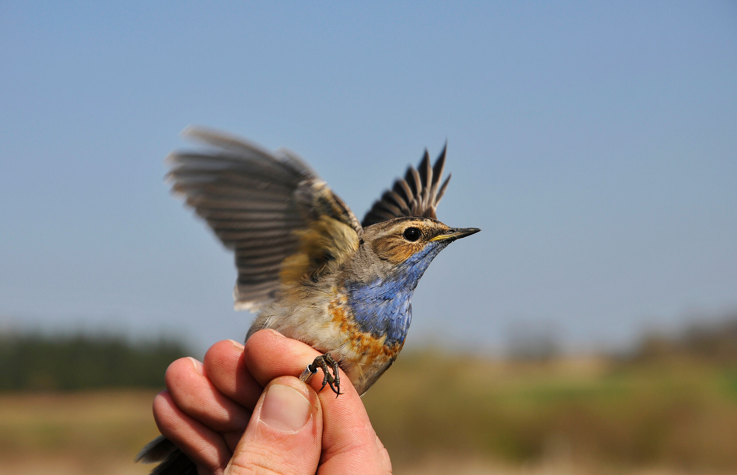 Ein Blaukehlchen wurde beringt. Die Kennzeichnung hilft Wissenschaftlern, wichtige Kenntnisse für den Artenschutz zu sammeln. (Foto: dieter7/stock.adobe.com) Ein Vogel mit einem Ring am Bein und blauem Kehlfleck in der Hand eines Wissenschaftlers. Die Kennzeichnung hilft Wissenschaftlern, wichtige Kenntnisse für den Artenschutz zu sammeln.