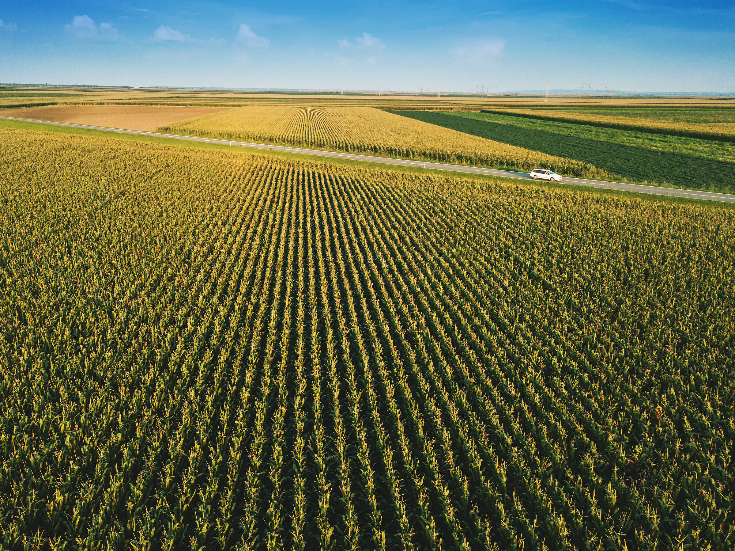 Welche "wilden" Tiere und Pflanzen sollen in dieser landwirtschaftlichen Monotonie leben? (Foto:Bits-and-Splits/stock.adobe.com) Eine eintönige Landschaft mit riesigen Maisfeldern und einer Straße hindurch. Der Lebensraumschwund stellt den Artenschutz vor große Aufgaben.