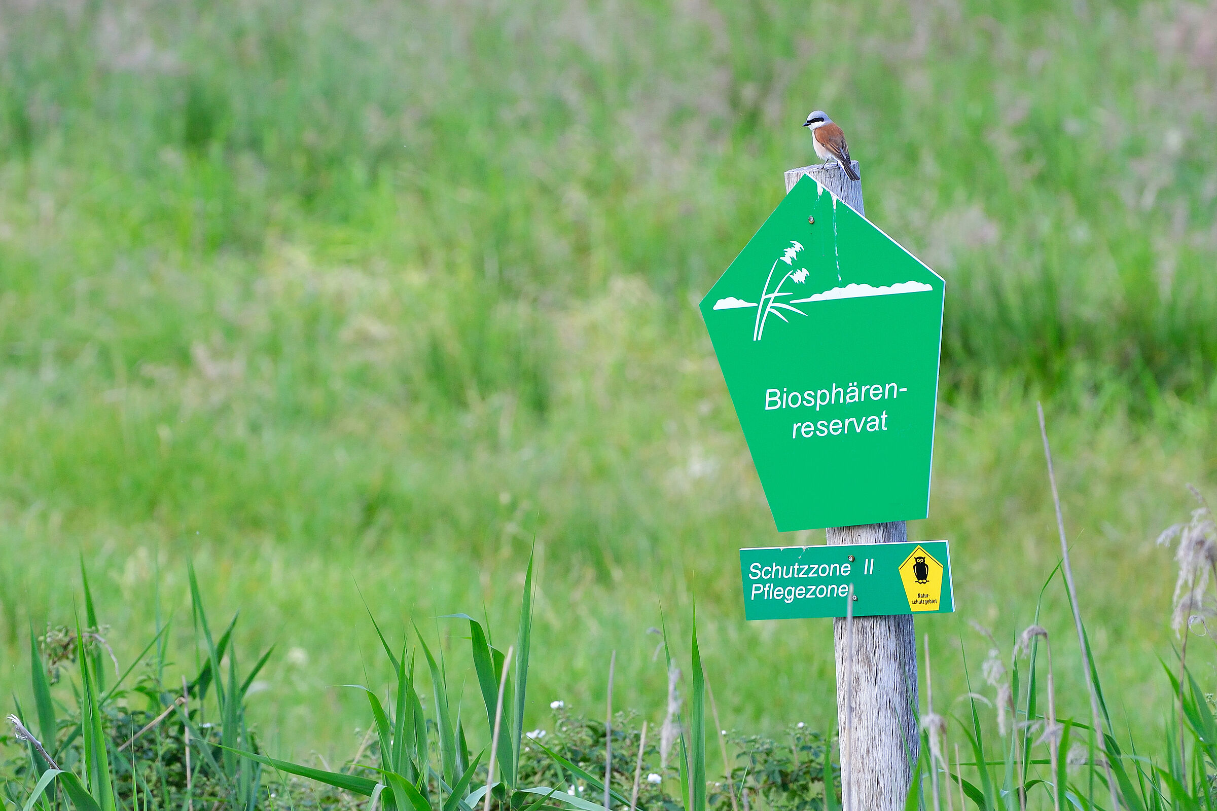 Karin Jähne/stock.adobe.com Ein Schild auf dem Biosphärenreservat steht auf einer Wiese. Auf dem Schild sitzt ein Neuntöter. Schutzgebiete spielen eine wichtige Rolle für den Artenschutz.