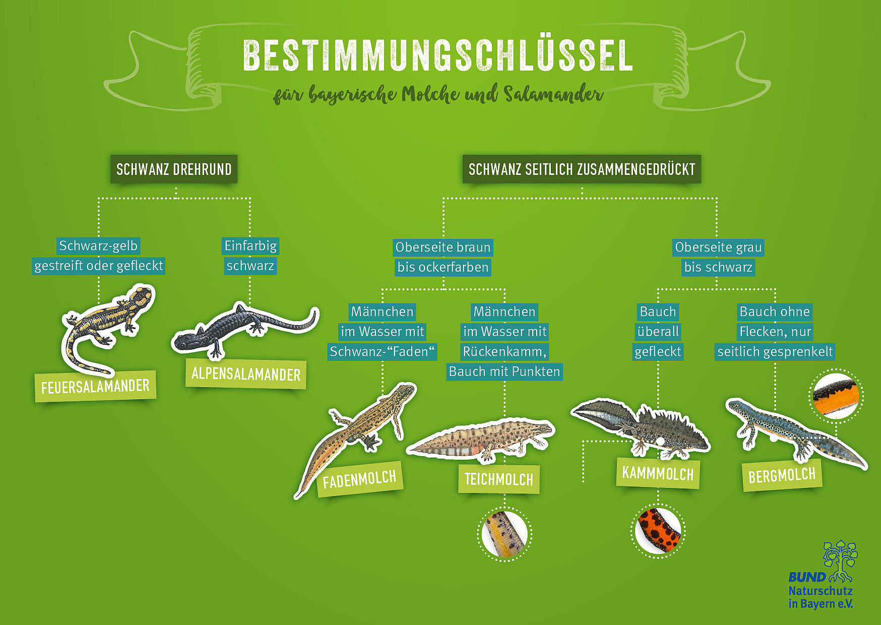 Mit diesem Bestimmungsschlüssel lassen sich Bayerns Molche und Salamander bestimmen. Der Bestimmungsschlüssel fasst wie ein Stammbaum die Unterscheidungsmerkmale der bayerischen Molche und Salamander zusammen. Dazu gehören unter anderem Pupillenform, Haut und Farbe.
