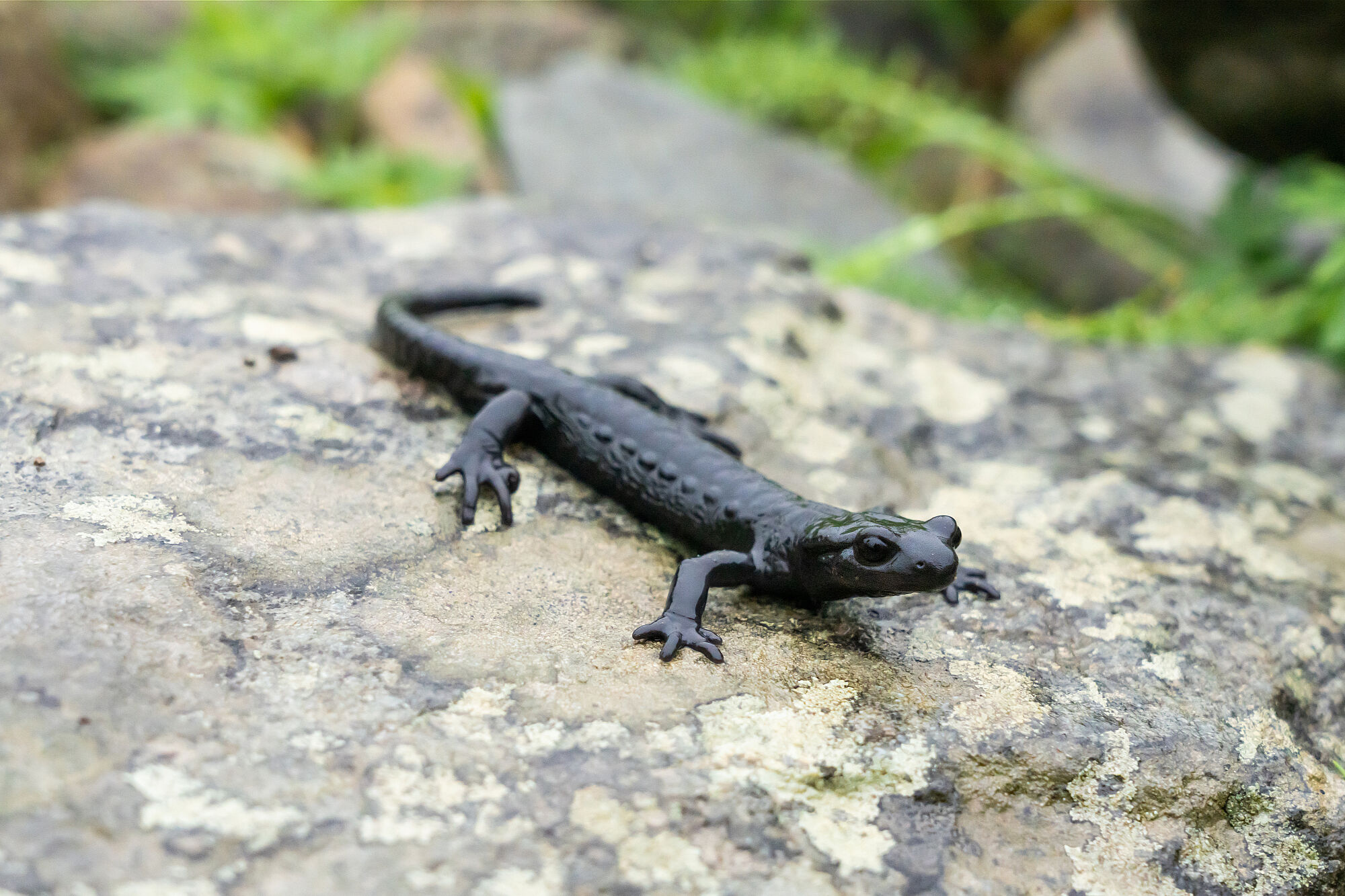 Der schwarze Alpensalamander kommt nur in hohen Lagen der Alpen vor (Foto: Thorsten Spoerlein/stock.adobe.com). Ein schwarzer Alpensalamander (Foto: Thorsten Spoerlein/stock.adobe.com).