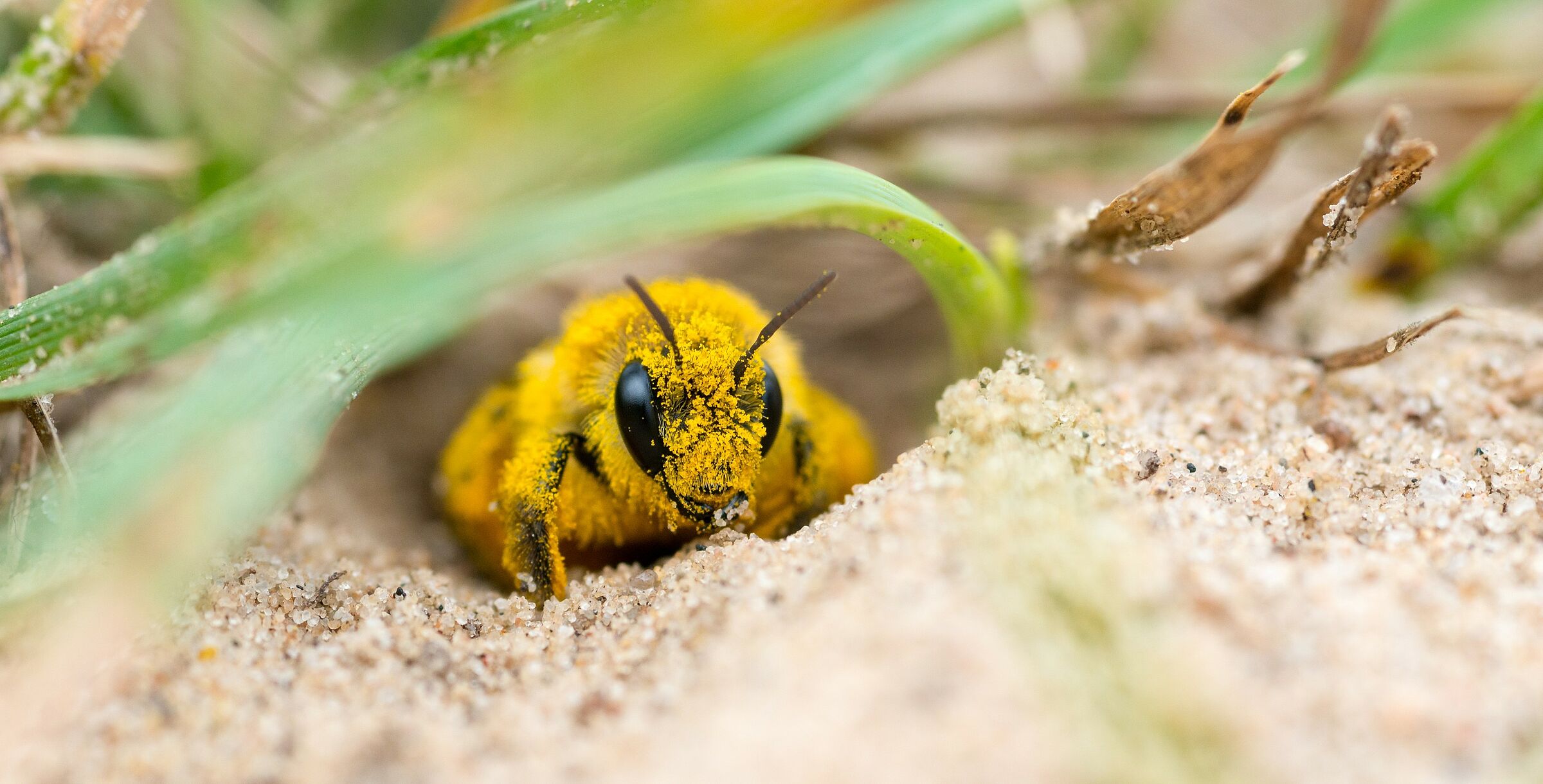 Wildbiene voller Pollen (Foto: Carola Vahldiek/adobe.stock.com)AdobeStock) Eine Wildbiene voll gelber Pollen sitzt im Sand mit Gräsern. Den Wildbienen kommt eine große Bedeutung für den Naturhaushalt zu, da sie aufgrund ihrer Artenfülle ein sehr großes Spektrum bei der Bestäubung von Blumen, Sträuchern und Bäumen abdecken. (Foto: Carola Vahldiek/adobe.stock.com)