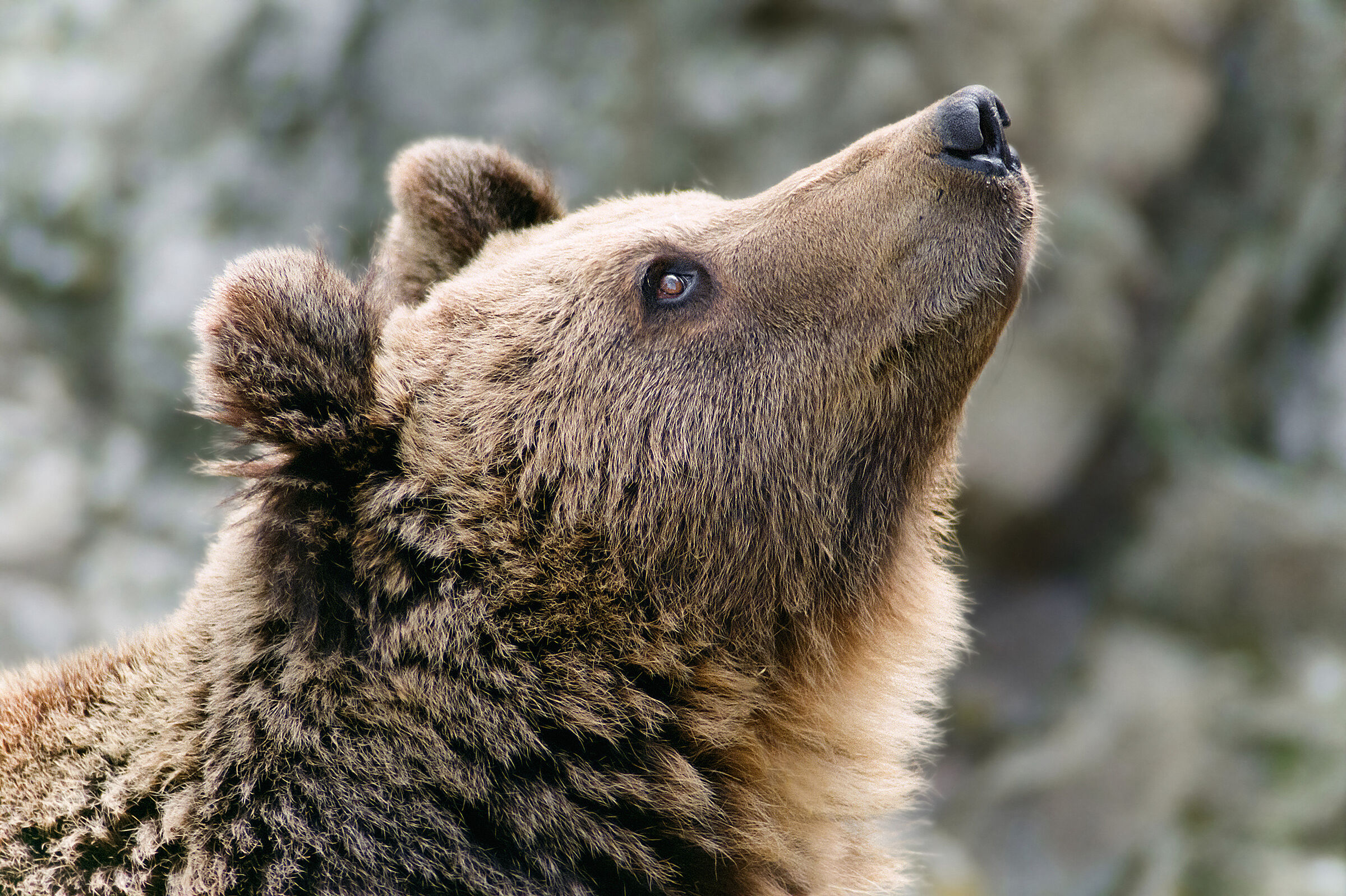 Kopf eines Braunbären im Profil. Der Bär reckt die Nase nach oben. Mithilfe ihres ausgeprägten Geruchssinns können Bären verendete Tiere über weite Distanzen aufspüren und bedienen sich an deren Kadavern. (Foto: YK/stock.adobe.com)