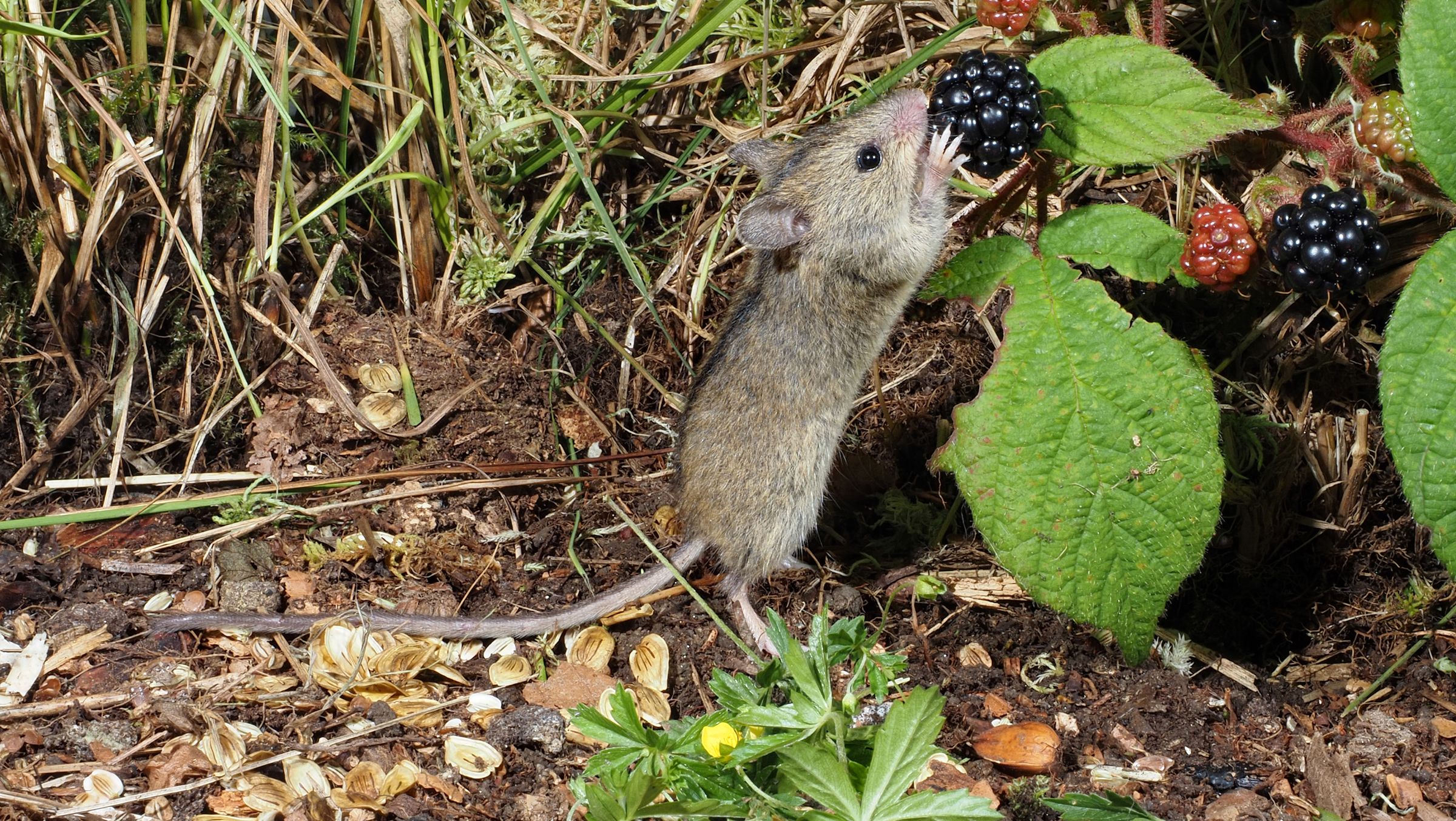 Auch Beeren stehen auf dem Speiseplan der Waldbirkenmaus. (Foto: Richard Kraft) Eine Waldbirkenmaus steht auf den Hinterbeinen und frisst an einer Brombeere. Waldbirkenmäuse sind schwer nachzuweisen, weil sie in keine Bodenfallen gehen. (Foto: Richard Kraft)
