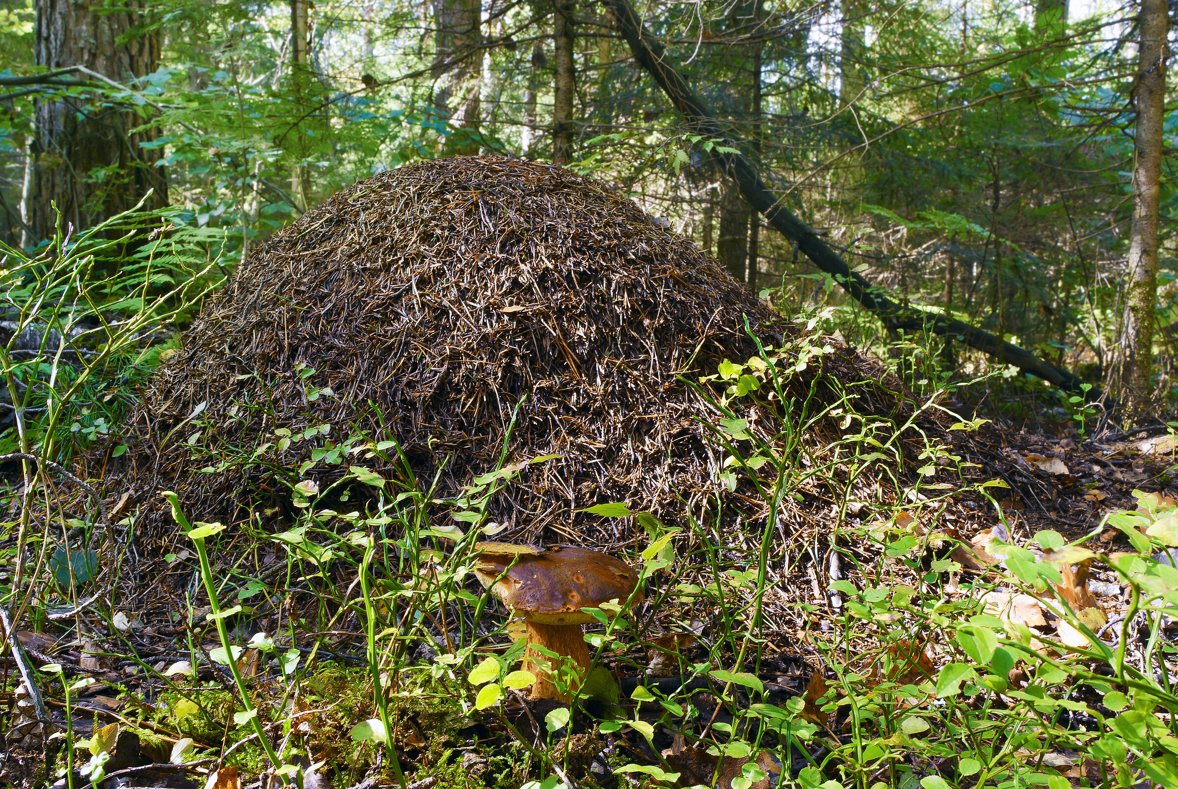 Ameisenhaufen (Foto: andrew - stock.adobe.com)
