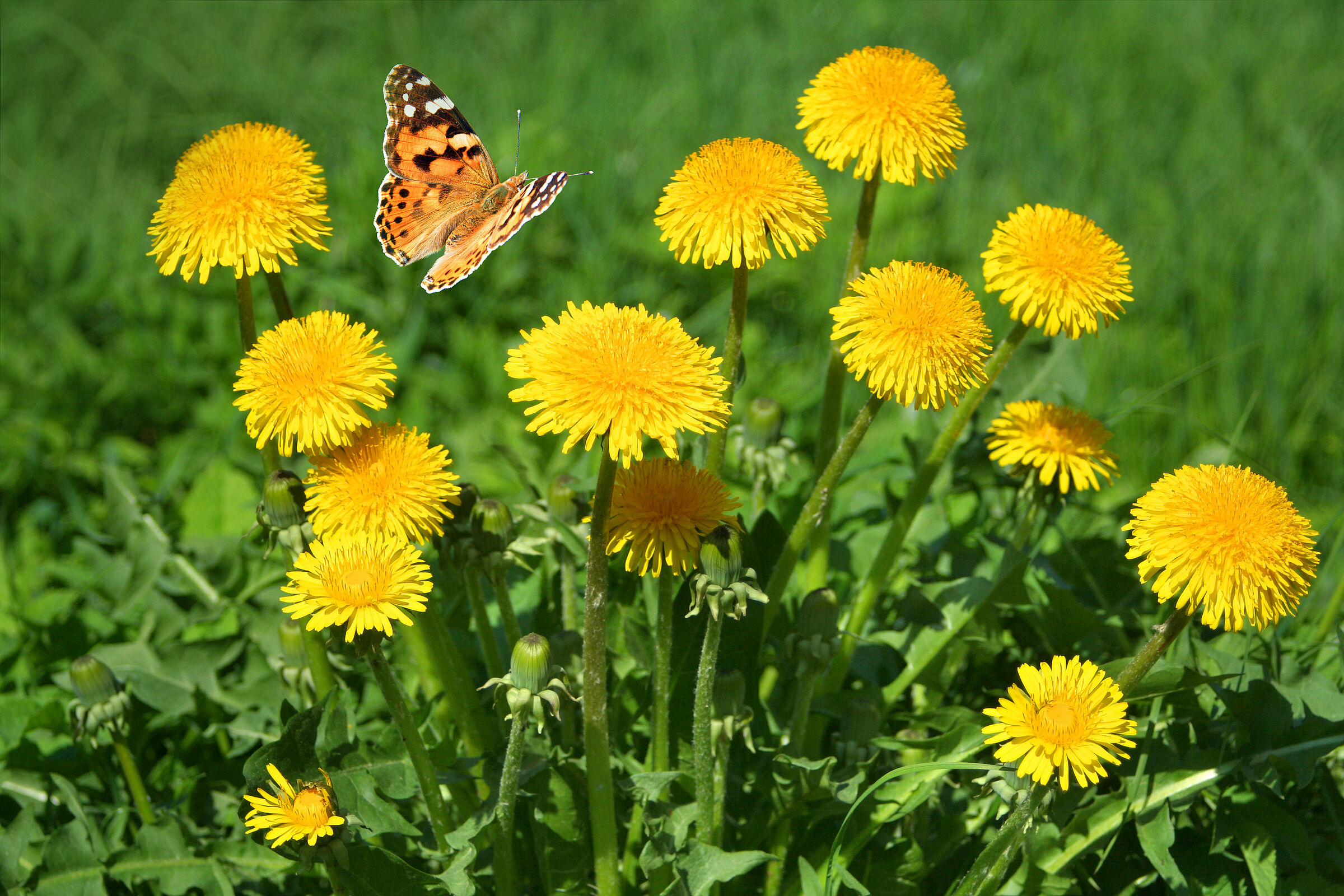 Löwenzahn (Foto: farbkombinat/adobe.stock.com)
