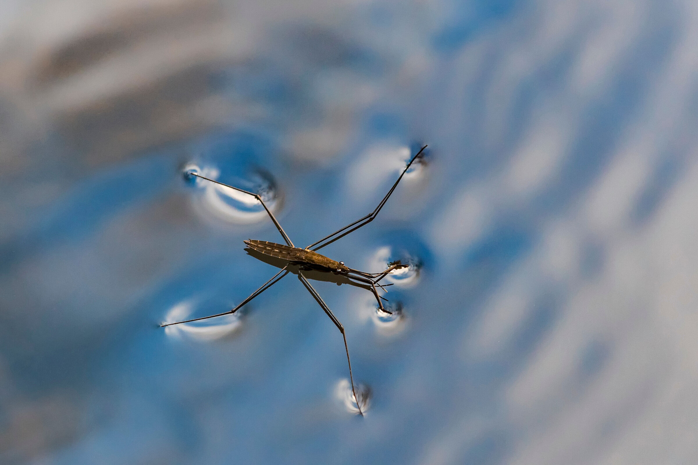 Gemeiner Wasserläufer (Foto: janmiko/stock.adobe.com)