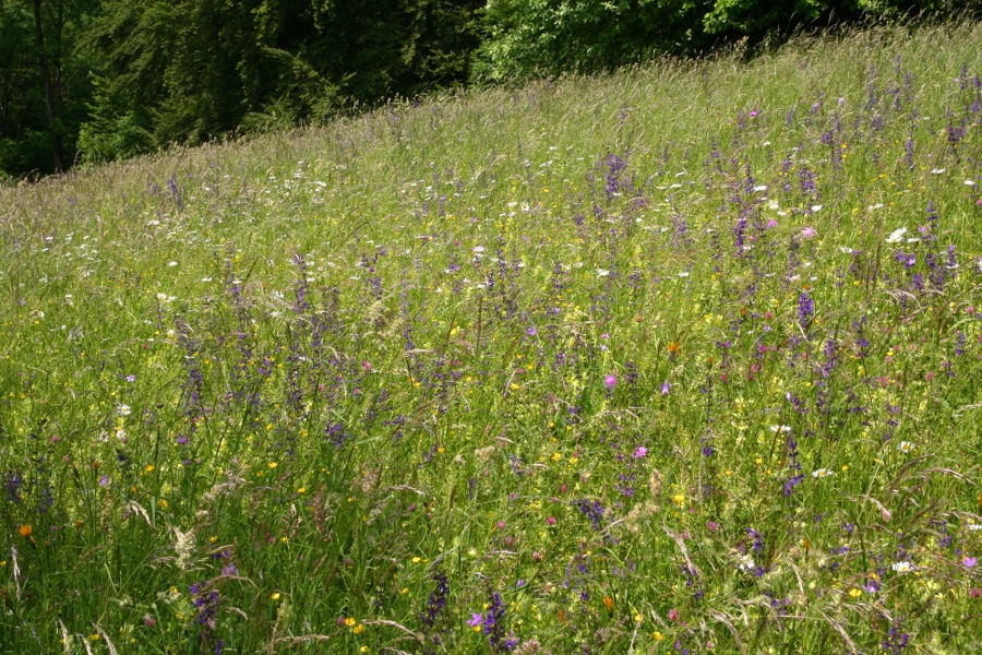 Foto: Inge Steidl Eine bunte Blumenwiese in Hanglage - Siegerwiese bei der Wiesenmeisterschaft 2013