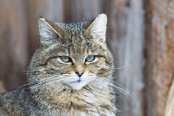 Das Portrait einer Europäischen Wildkatze (Foto: Johanna Mühlbauer/stock.adobe.com) 