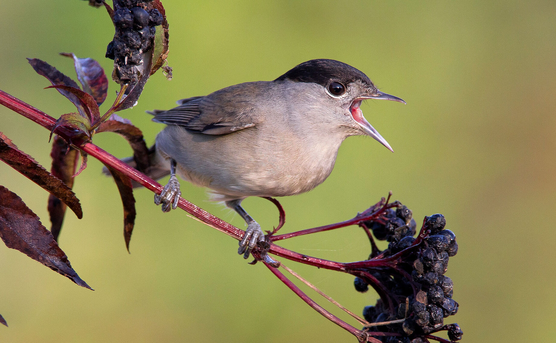 Mönchsgrasmücke (Foto: AGAMI/stock.adobe.com) Eine Mönchsgrasmücke sitzt auf einem Hollunderzweig. Der typische Gesang beginnt mit einer leise schwätzenden Strophe und nimmt dann plötzlich an Lautstärke zu. (Foto: AGAMI/stock.adobe.com)