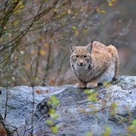 Foto: Heinz Ehrsam Ein kauernder Luchs auf einem Felsen. Alle wissenschaftlichen Beobachtungen legen nahe, dass deutlich mehr Luchse illegal getötet werden, als Funde vermuten lassen. (Foto: Heinz Ehrsam)