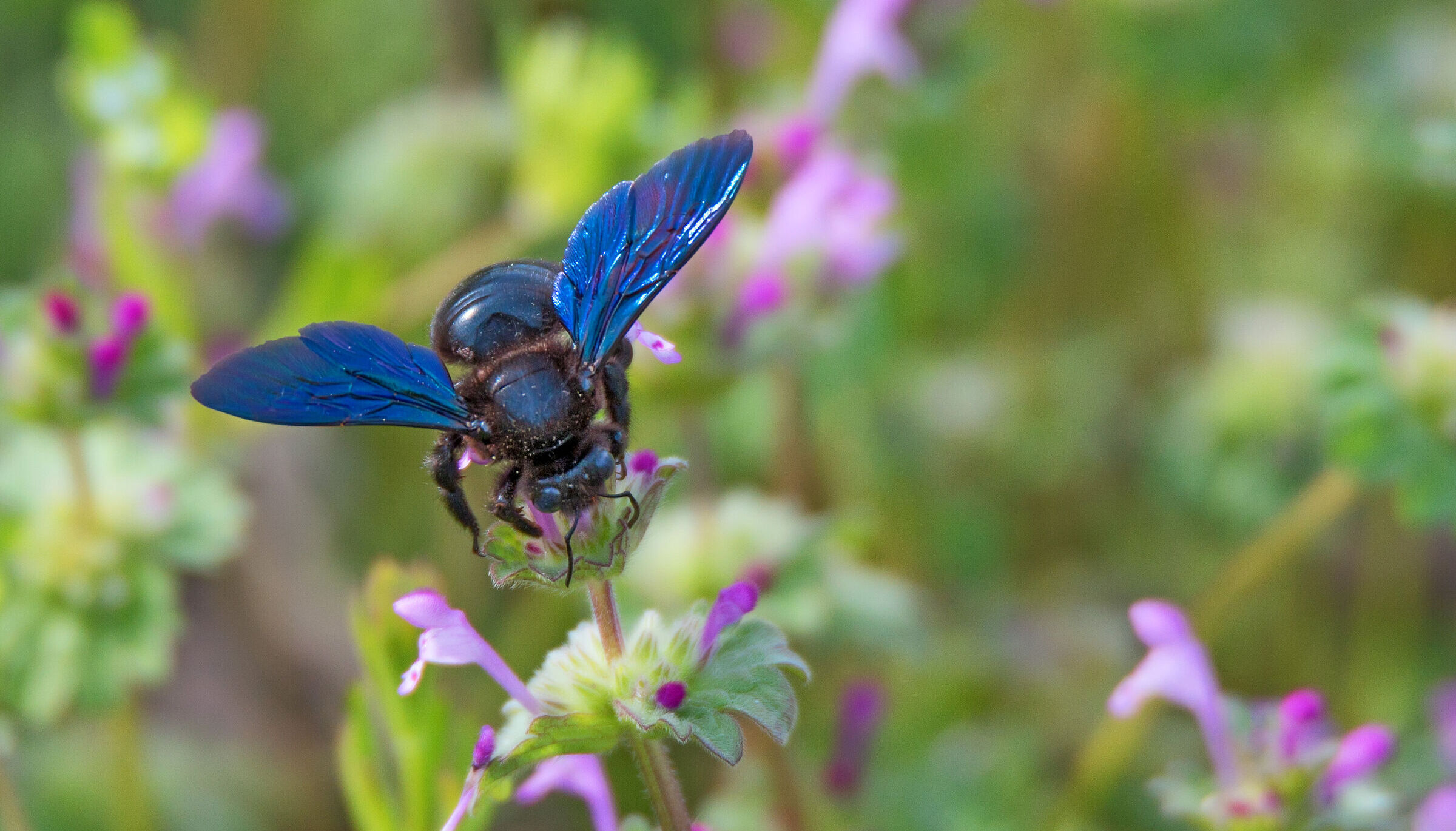 Eine Holzbiene (Foto: Yakov/adobe.stock.de) Eine blauschwarze Biene mit blauen Flügeln sitzt auf eine pinkfarbenen Blume. In Bayern gibt es 520 verschiedene Wildbienenarten. (Foto: Yakov/adobe.stock.de)
