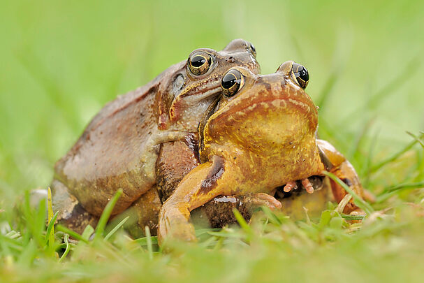 Zwei Grasfrösche halten sich umklammert (Foto: Dirk / stock.adobe.com)