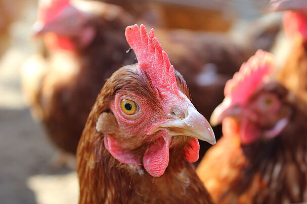 Ein Huhn schaut in die Kamera (Foto: rbkelle - stock.adobe.com)