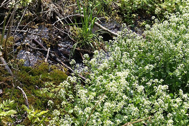 Bayerisches Löffelkraut (Foto: German Weber) Wasser fließt durch Moorpolster und Gräser, am Rand wachsen weiße Pflanzen. (Foto: German Weber)