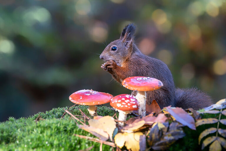 Foto: Albert Beukhof/stock.adobe.com Ein fressendes braunes Eichhörnchen sitzt hinter drei Fliegenpilzen. Eichhörnchen können giftige Pilze problemlos verdauen. (Foto: Albert Beukhof/stock.adobe.com)