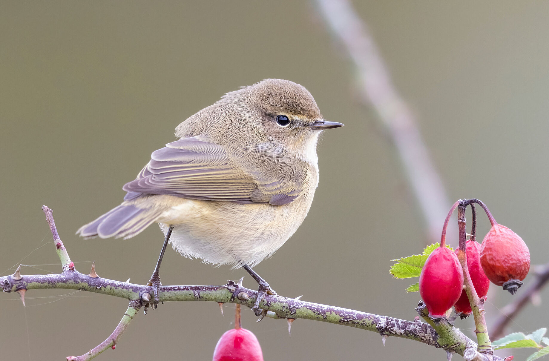Zilpzalp (Foto: vinx83/stock.adobe.com) Ein Zaunkönig sitzt auf einem Ästchen an dem Hagebutten hängen. Wie der Stieglitz und der Kuckuck, so ruft auch der Zilpzalp seinen eigenen Namen. (Foto: vinx83/stock.adobe.com)