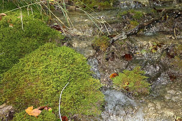 Wasser fließt durch Moospolster. (Foto: Peter Harsch)