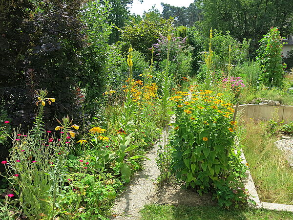 Schmetterlingsgarten: Ein vielfältiger Naturgarten ist die wichtigste Voraussetzung, um Schmetterlinge anzulocken. (Foto: Arno Pfeifenberger) Schmetterlingsgarten: naturnaher Garten mit vielen Blühpflanzen (Foto: Arno Pfeifenberger)
