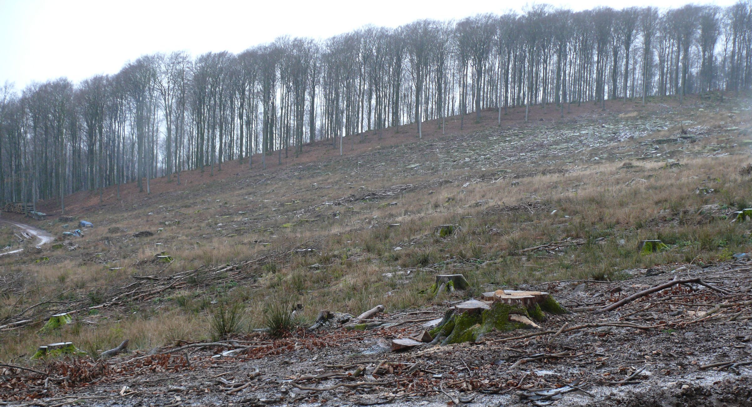 Das Gegenteil von Naturschutz im Wald: Eine große Fläche im Spessart, auf der alle Bäume gefällt wurden. (Foto: Michael Kunkel)
