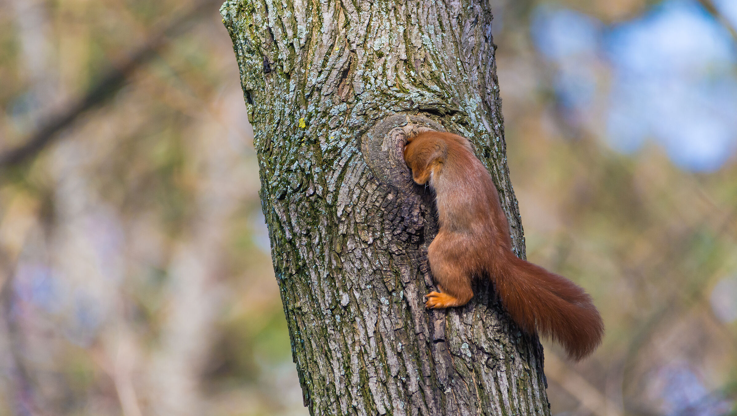 Ein rotes Eichhörnchen steckt mit seinem Kopf in einer Baumhöhle. Eichhörnchen leben bevorzugt in Nadel- und Mischwäldern mit dichtem Kronenschluss und alten Bäumen. (Foto: schulzfoto/stock.adobe.com) 