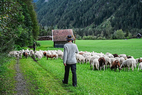 Eine Schafhirte hinter der ein Hirte mit Hirtenstab hergeht. (LIFEstockProtect by European Wilderness Society)
