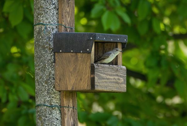 Nistkasten bauen und richtig aufhängen: Auf dem Foto ist ein Nistkasten für Halbhöhlenbrüter zu sehen, der mit Drähten an einen Stamm gebunden wurde.